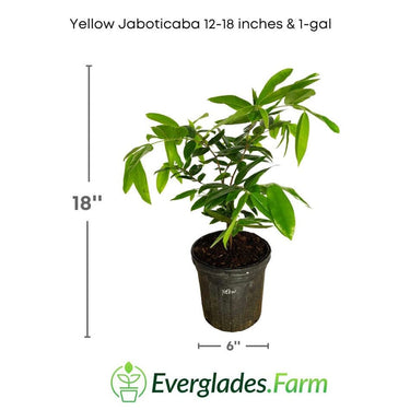 Yellow Jaboticaba Tree
